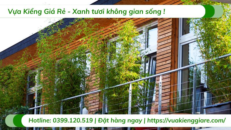 cây trồng ban công chịu nắng