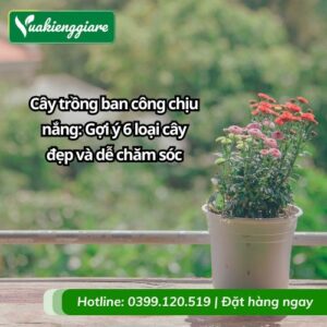 cây trồng ban công chịu nắng