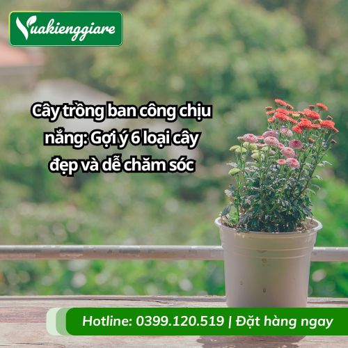 cây trồng ban công chịu nắng
