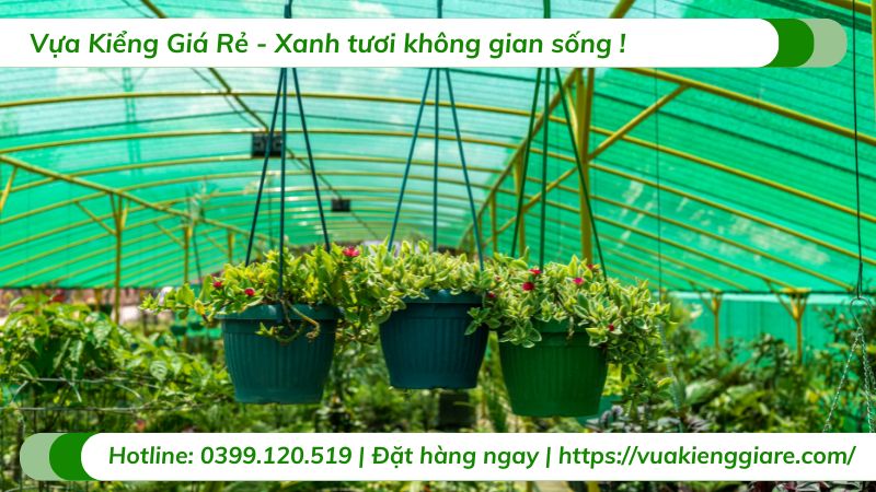 cây trồng chậu treovvvvvvvvvvvvvvvvv