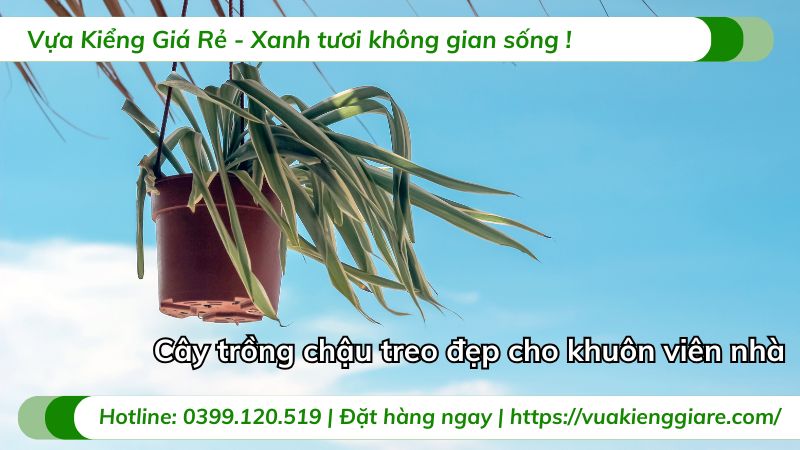 cây trồng chậu treo đẹp