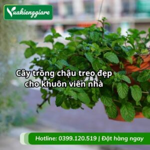 cây trồng chậu treo đẹp