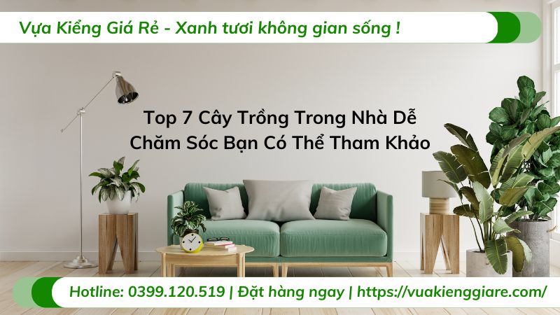 cây trồng trong nhà