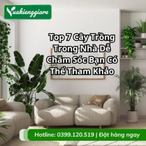 cây trồng trong nhà
