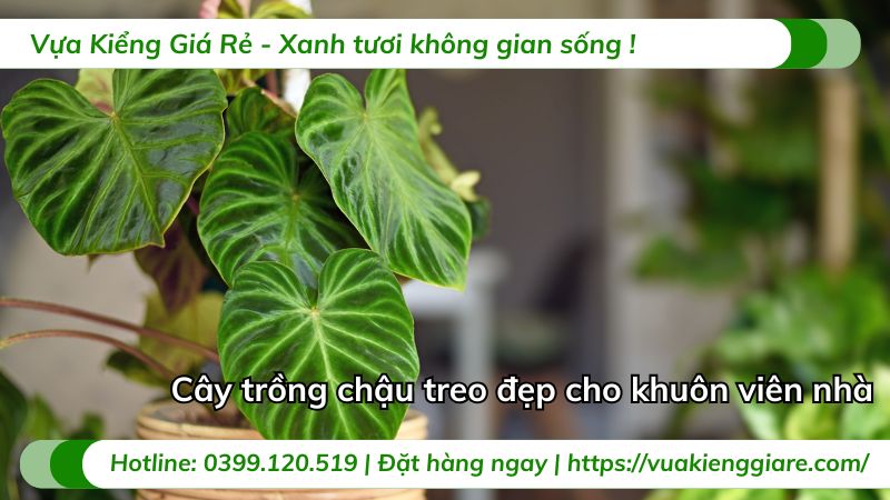 cây trồng trong nhà ít ánh sáng