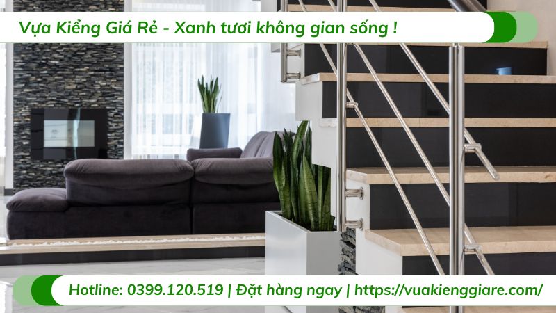 cây trồng trong nhà ít ánh sáng
