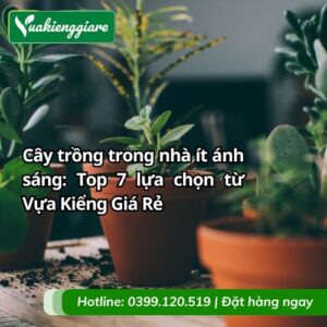 cây trồng trong nhà ít ánh sáng