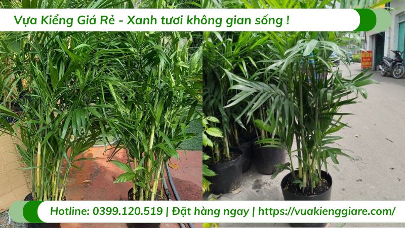 cây kiểng trồng trong nhà
