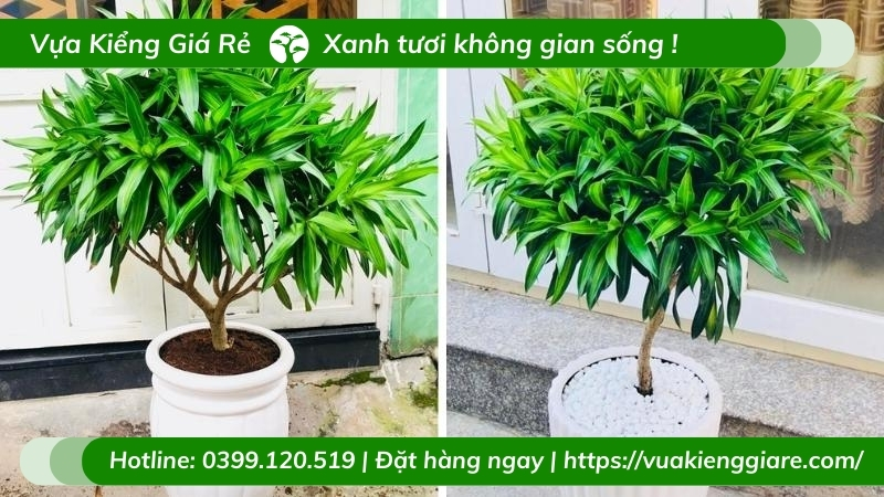 cây kiểng trồng trong nhà