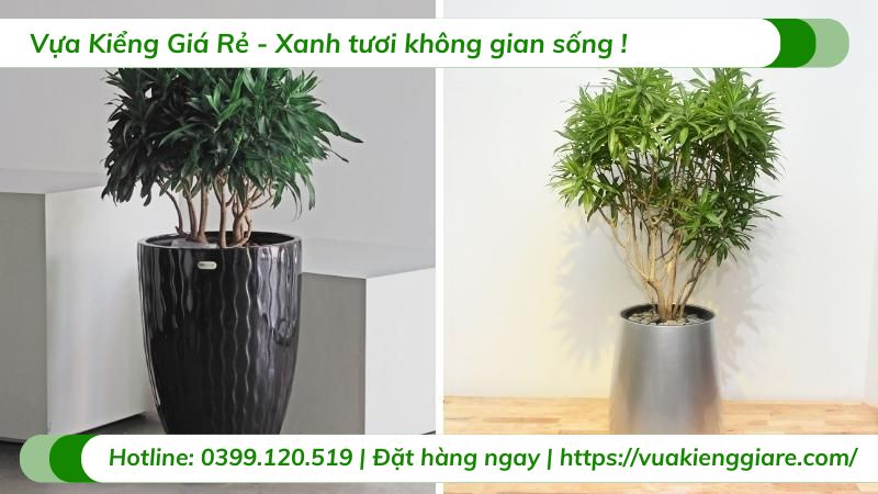 cây cảnh trong nhà