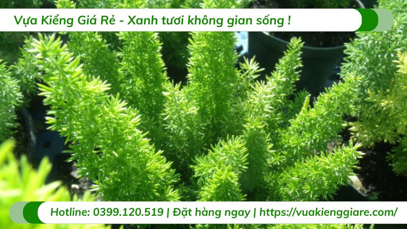 cây trúc đuôi chồn