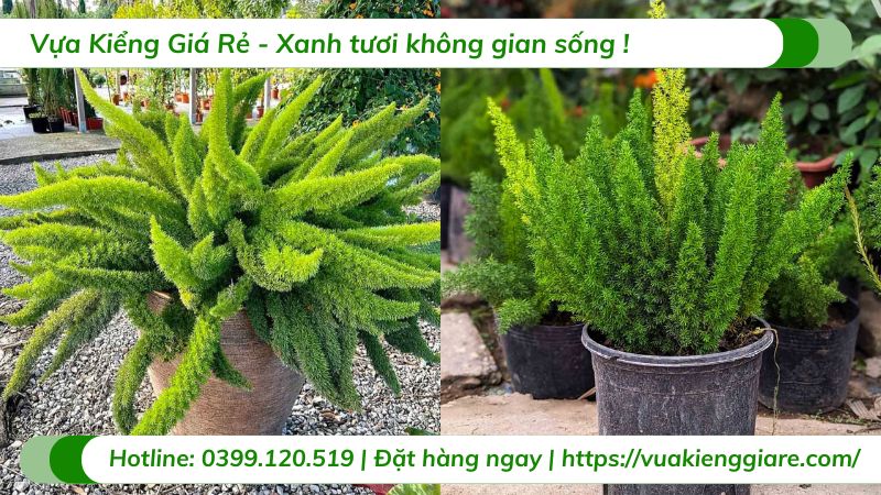 cây trúc đuôi chồn