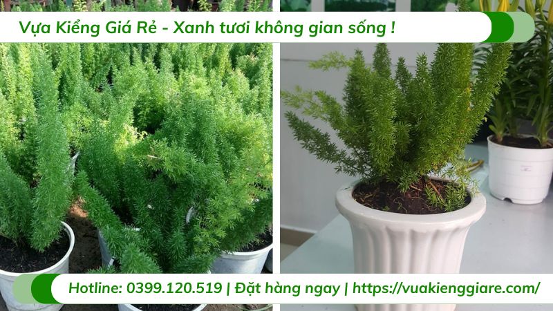 cây trúc đuôi chồn