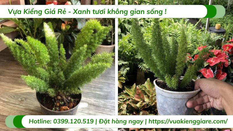 cây trúc đuôi chồn