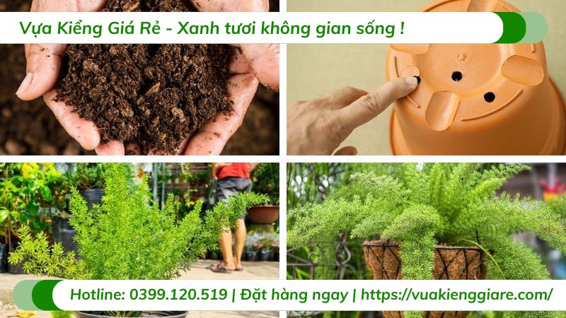 cây trúc đuôi chồn