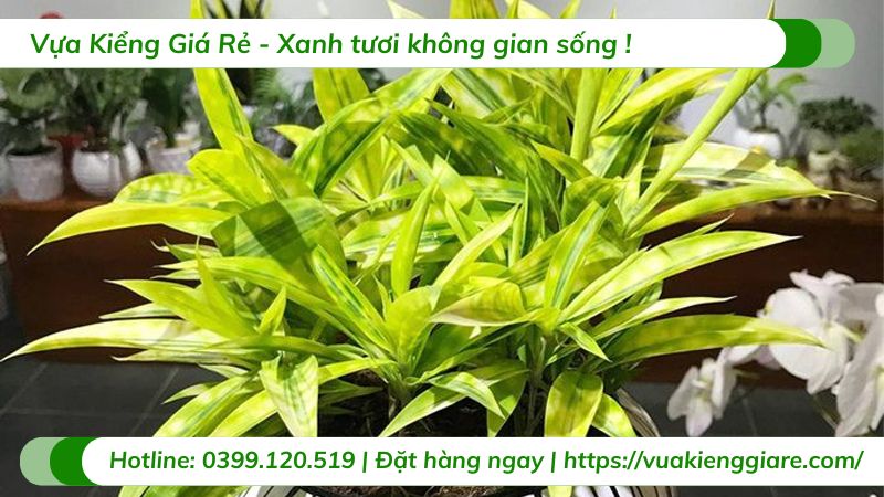 cây kiểng trồng trong nhà