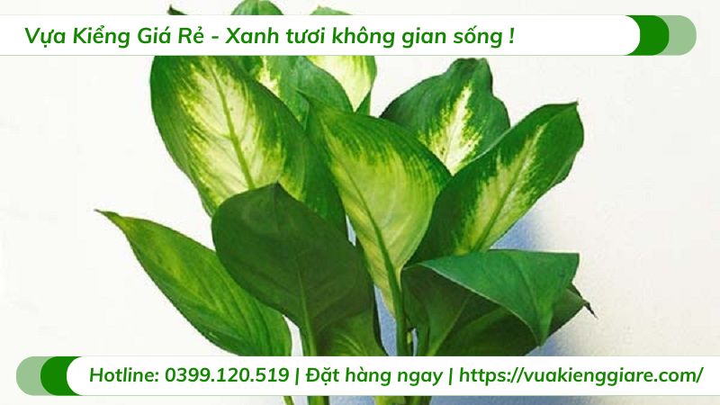 cây cảnh trong nhà