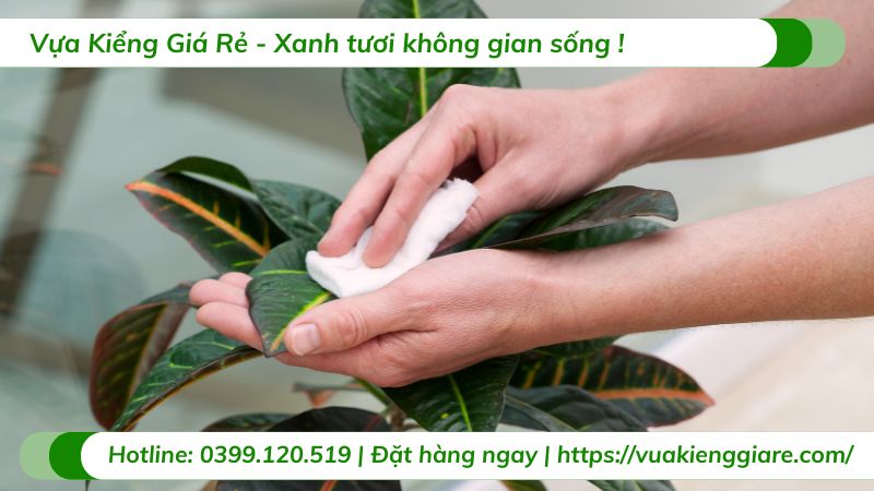 cây xanh trong nội thất
