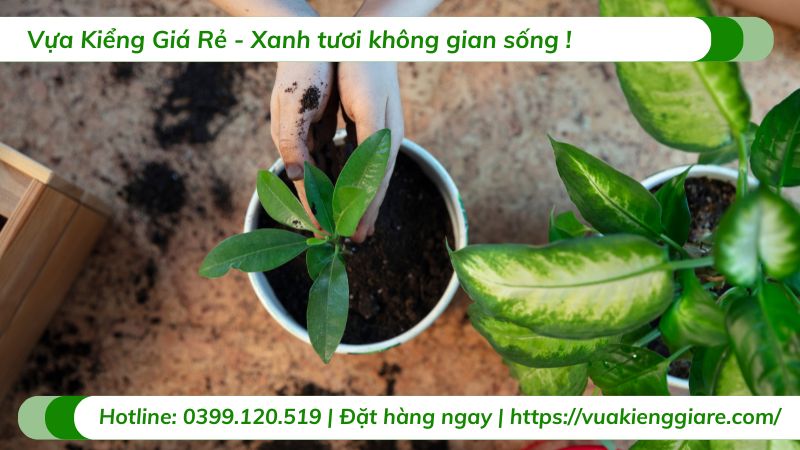 cây xanh trong nội thất