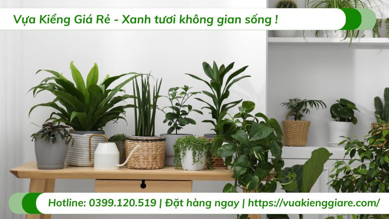 cây xanh trong nội thất