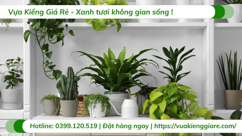 cây xanh trong nội thất