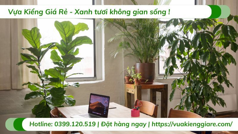 cây xanh trong nội thất