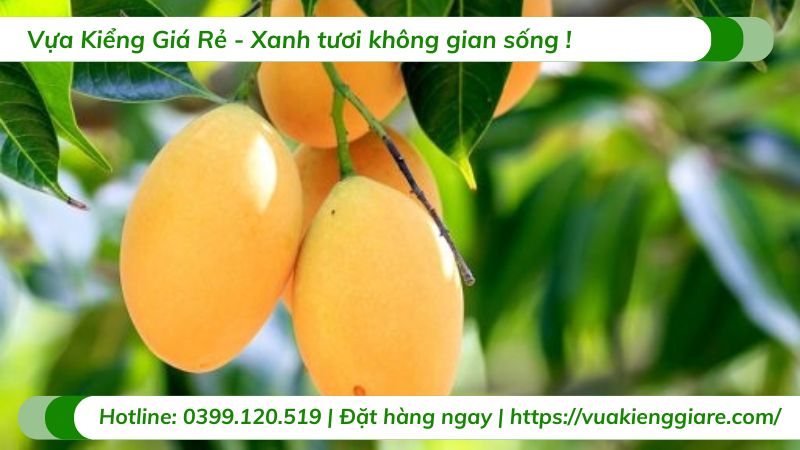 cây xoài cát (cây giống)