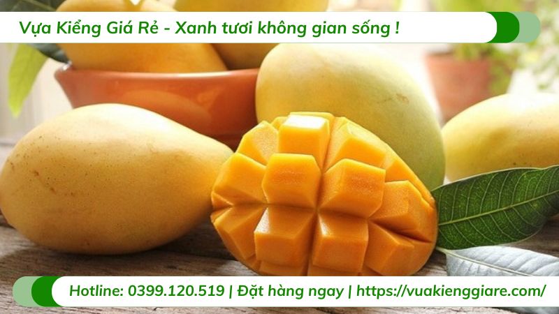cây xoài cát (cây giống)