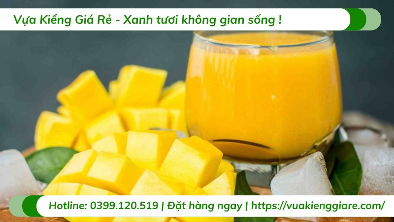 cây xoài cát (cây giống)