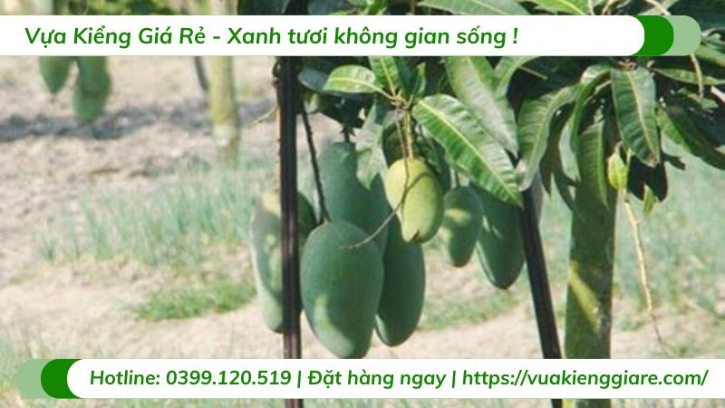 cây xoài đài loan (cây giống)