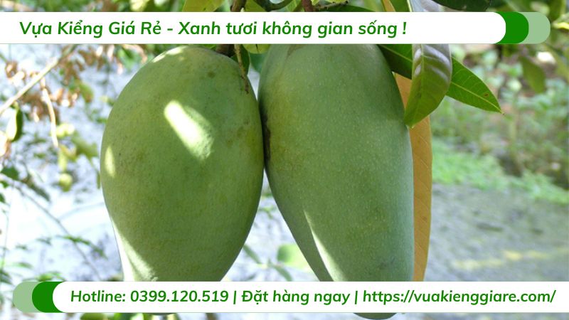 cây xoài thái (cây giống)