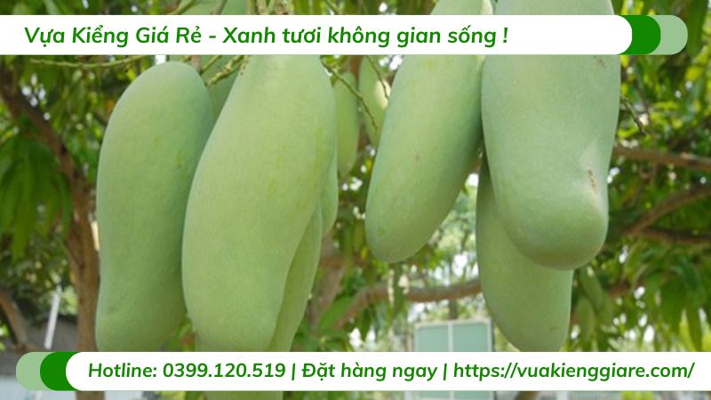cây xoài thái (cây giống)