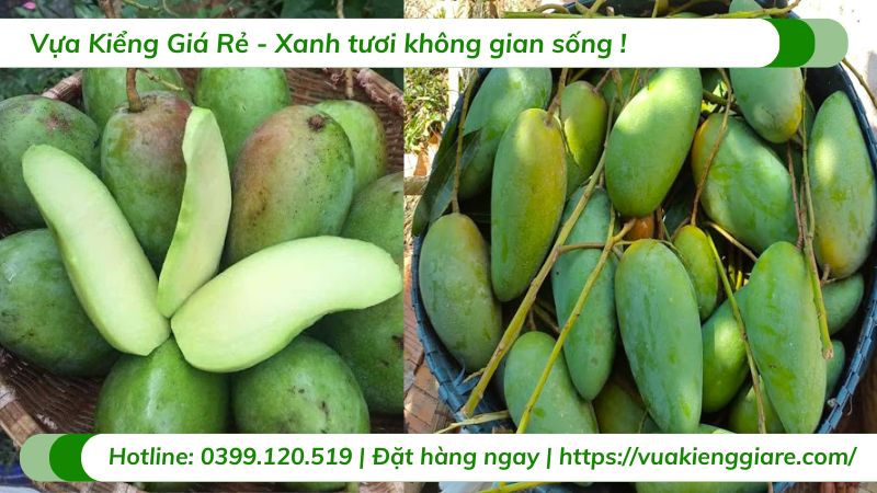 cây xoài thái (cây giống)