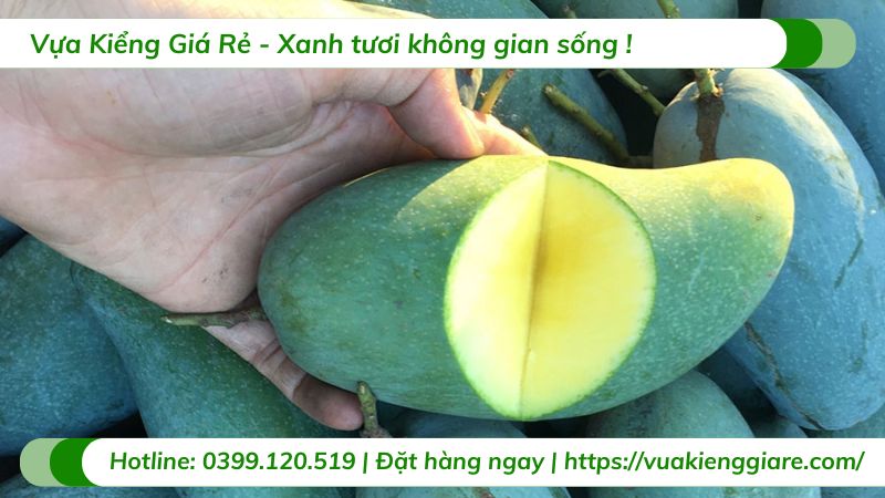 cây xoài thái (cây giống)