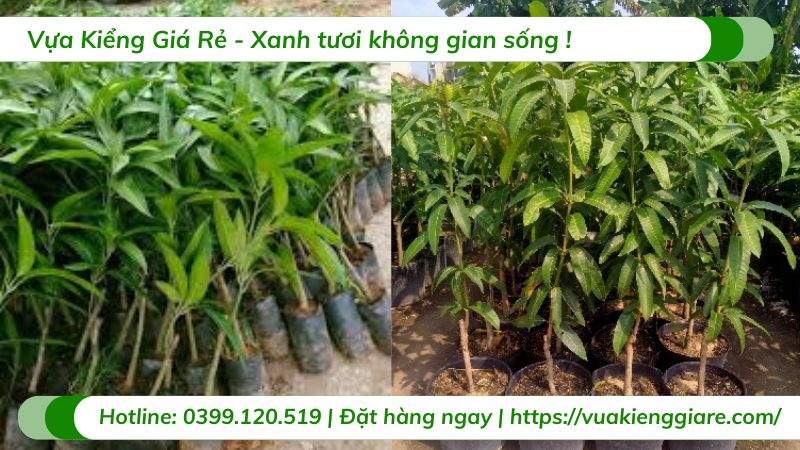 Cây xoài tím (cây giống)