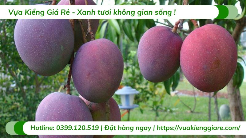 Cây xoài tím (cây giống)