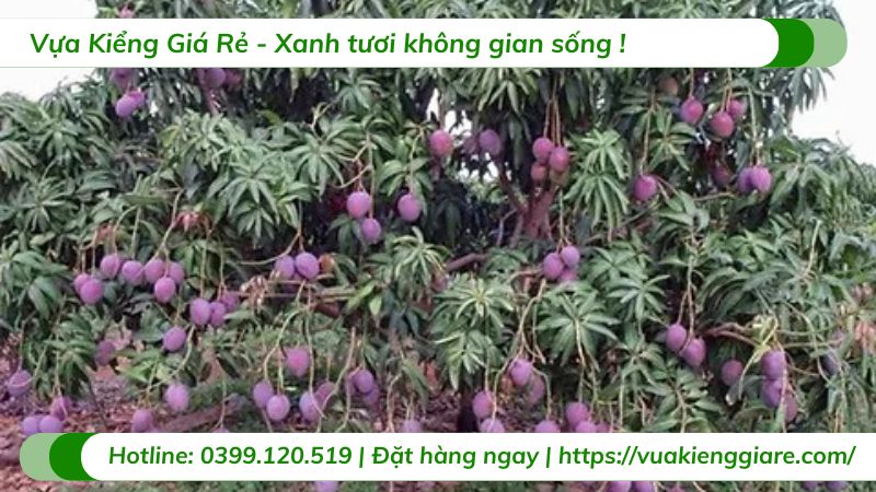 Cây xoài tím (cây giống)