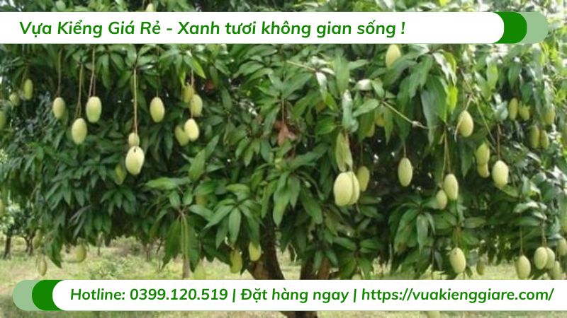 cây xoài tứ quý (cây giống)