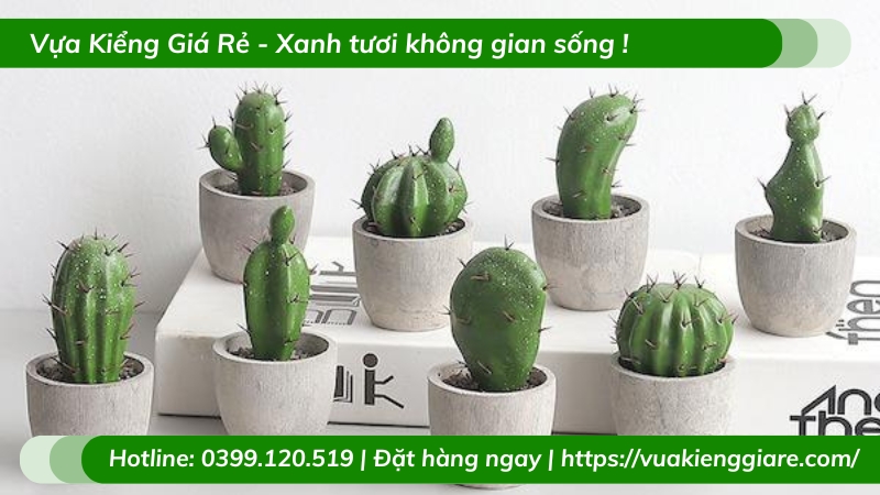 chậu cây tiểu cảnh mini