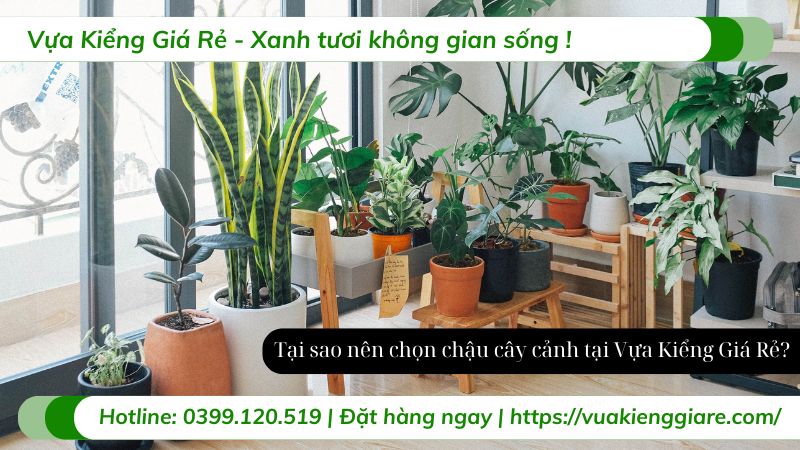 chậu cây cảnh đẹp
