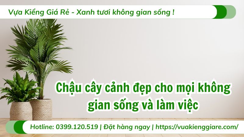chậu cây cảnh đẹp