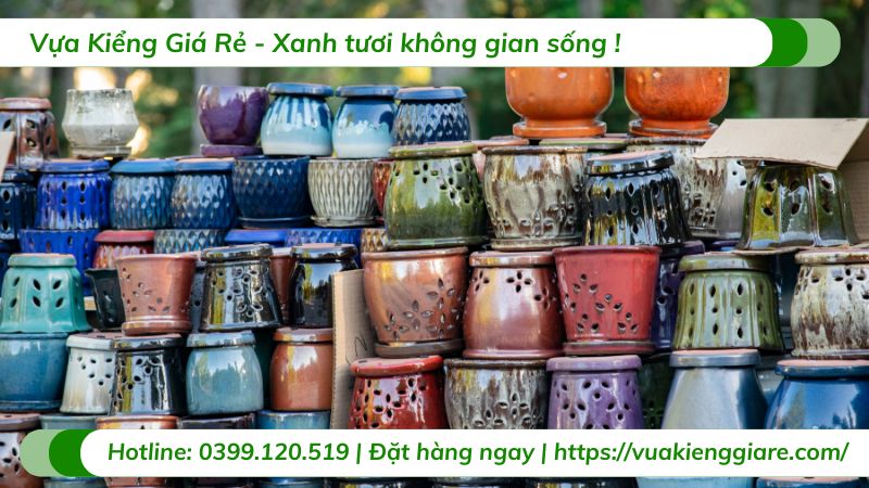 chậu cây cảnh