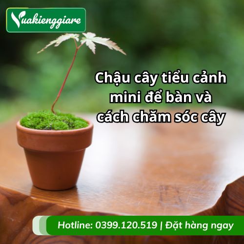 chậu cây tiểu cảnh mini