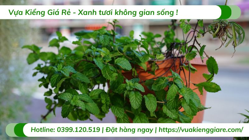 chậu cây treo ban công