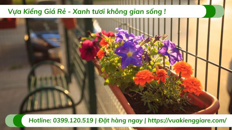 chậu cây treo ban công