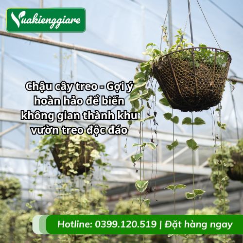chậu cây treo