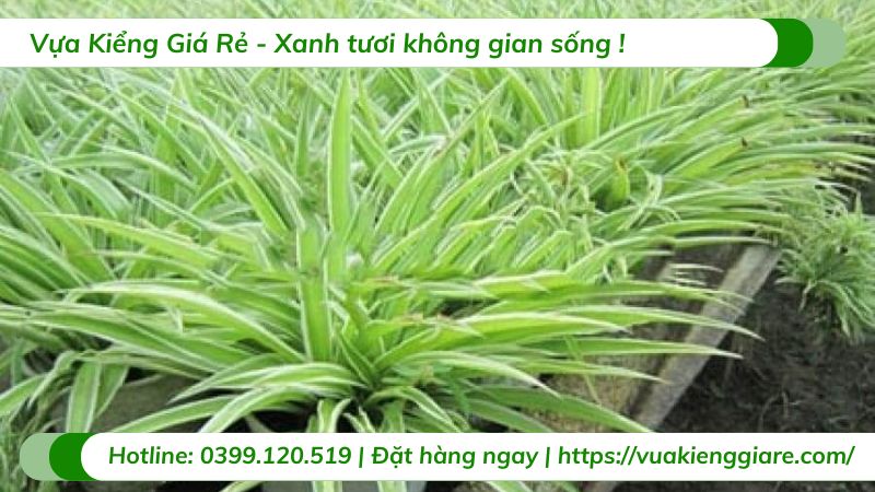 cỏ lan chi