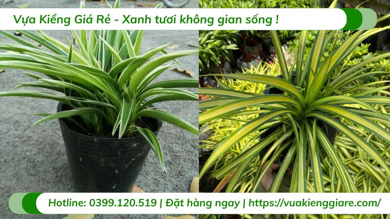 cỏ lan chi
