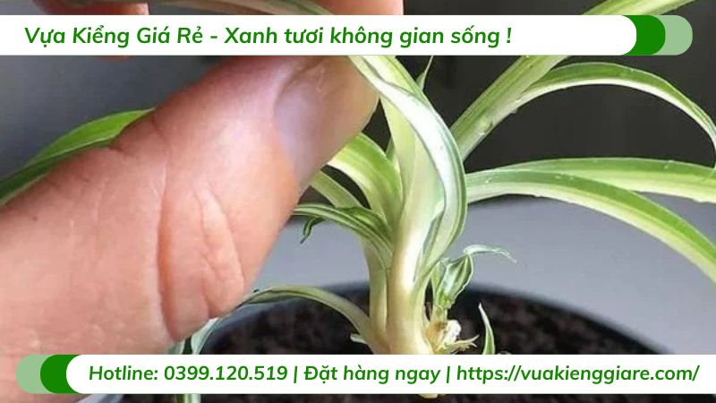 cỏ lan chi
