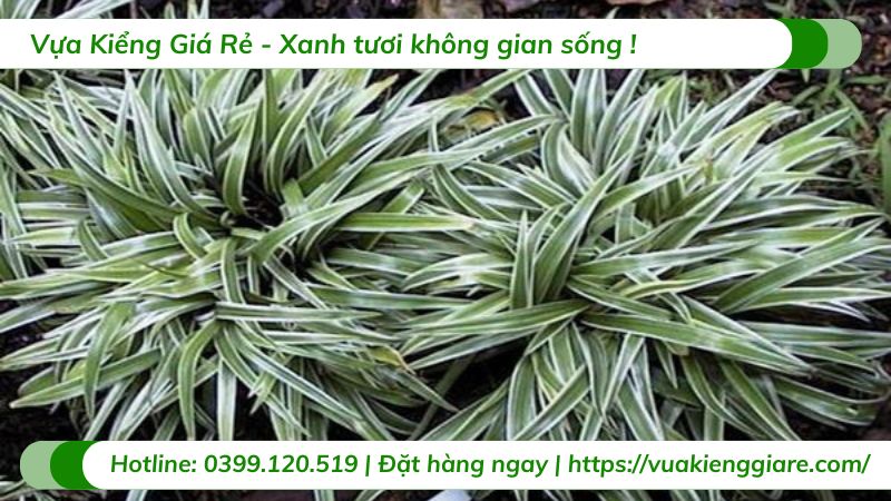cỏ lan chi